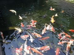 -桃园盛宴·岭南粤菜·手工茶点(南庄店)