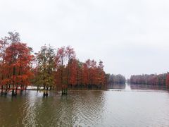 -池杉湖湿地公园