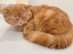 -飞行喵MR PILOT|猫舍·猫咖(静安大融城店)