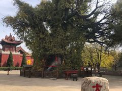 -大槐树寻根祭祖园