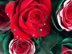 -花生FM_FLOWERS