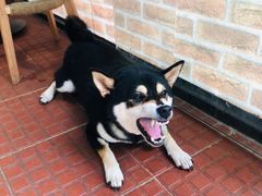 -柴犬高等学院·狗咖·柴犬售卖·宠物训练