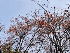 -清真·老兰家(兴善寺西街总店)