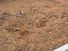 -合肥野生动物园