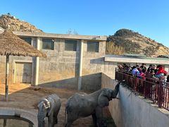 -西霞口神雕山野生动物世界