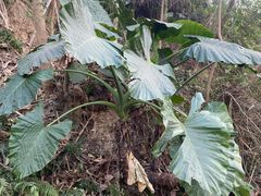 -梧桐山风景名胜区