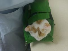 体检-爱侣·安琦尔宠物医院·中兽医针灸·心内科·狂犬免疫点(宝山区院)
