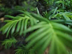 -沈阳植物园