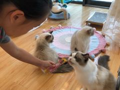 -momokira米努特·德文卷毛猫·棉花面纱犬