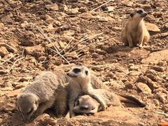 -石家庄市动物园