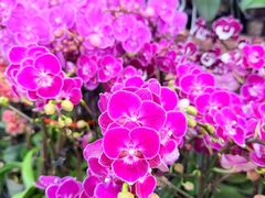 -双季花艺园艺市场(浦东店)