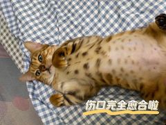 -瑞派旺宝宠物医院·犬猫全科综合·尿道专科(莲兴院)