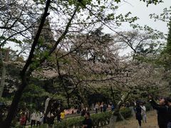 -武汉大学-樱园