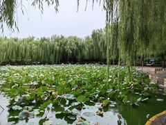 -团结湖公园