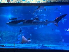 -烟台海昌鲸鲨海洋公园