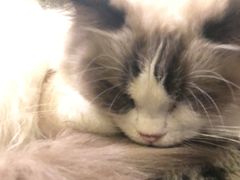 -猫色咖啡·猫咖