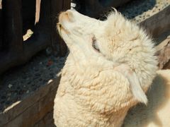 -石家庄市动物园