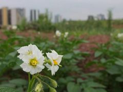 -重庆平顶山公园