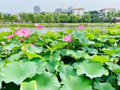 -西海子公园