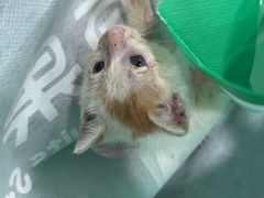 -安安宠医宠物医院·异宠·犬猫内科(岳阳分院)
