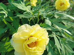 -莲花池公园