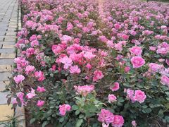 -君乐宝优致牧场