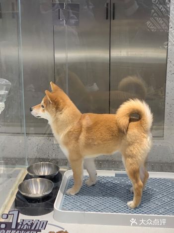 南京探店|小猫超治愈|仙林极宠家