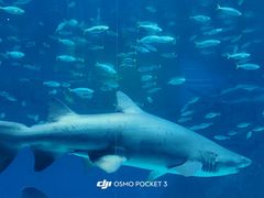 -海合安成都极地海洋公园