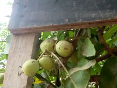 -水库活鱼馆(于桥水库店)