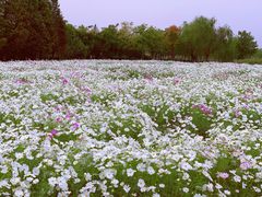 -杭州湾海上花田景区