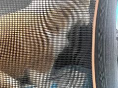 -瑞派康怡24h宠物医院·犬猫医疗中心·微创绝育(瑞景分院)