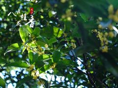 -杭州半山国家森林公园