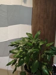 -香秀空间科技抗衰·美容中心
