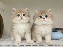 -lincat·猫舍(广州店)