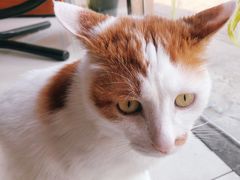 -平行世界·猫咖(首经贸店)