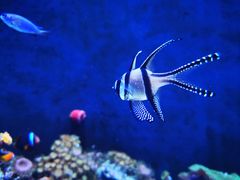 -成都浩海立方海洋公园