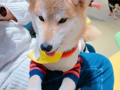 -逗柴咖啡屋·狗咖猫咖宠物桌游