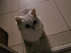 -欣宠猫屋·矮脚拿破仑·蓝金金渐层