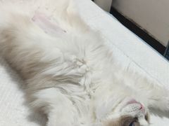 -灵美宠物诊所