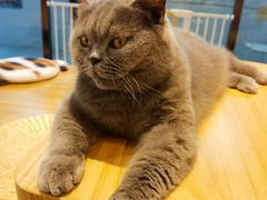 -啵啵喵·猫咖(攀华国际店)