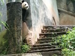 -中国大熊猫保护研究中心雅安碧峰峡基地