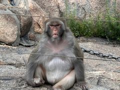 -西霞口神雕山野生动物世界