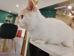 -飞行喵MR PILOT|猫舍·猫咖(静安大融城店)