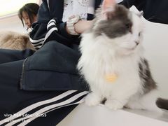 -怪兽屋·羊驼·猫咖·狗咖(俊华广场店)