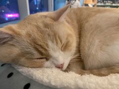 -遇见羊驼·奶狗咖·布偶猫咖·法斗柯基柴犬阿拉斯加(春熙路太古里IFS店)