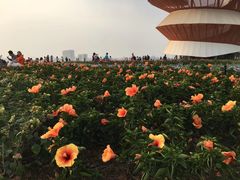 -光明小镇欢乐田园