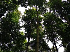-广州市帽峰山景区