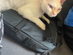 -牛喵喵铜锅牛肉馆