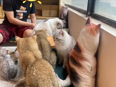 -Promise 国风宠物空间(上邦百汇城店)
