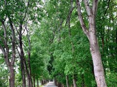 -同里国家湿地公园